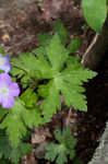 Wild geranium